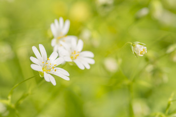 tiny white flowers at daylight rays 1