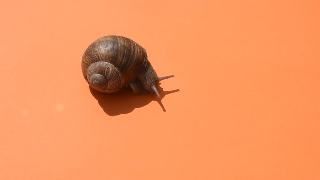 Slow moving of Burgundy snail on orange background