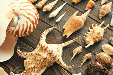 Seashell collection