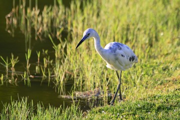 sandhill crane looking for food on the border of a lake in fairchild gardens