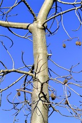 beautiful tree at fairchild tropical gardens, blue skies