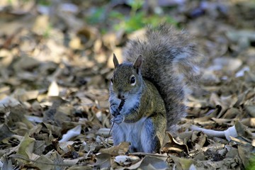 cute little squirrel eating some fruit
