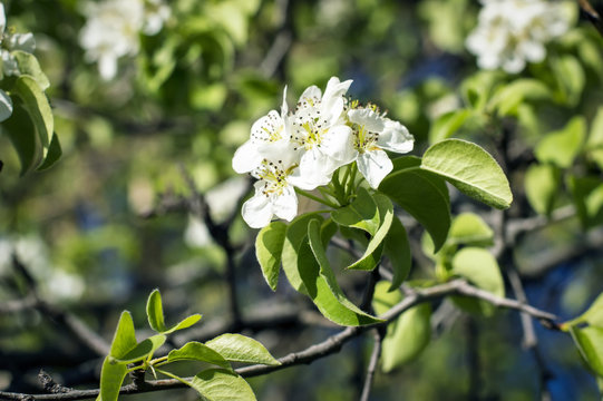 Beautiful blooming apple tree in the garden