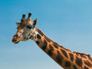 CURIOUS GIRAFFE
