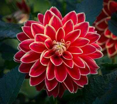 Closeup of a red colored dahlia flower in a green natural environment 