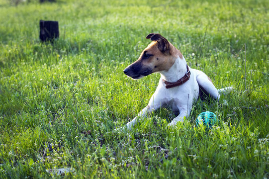 Cute terrier dog on a green glade with a ball