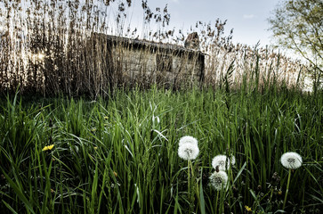 Obraz premium capanno tra le canne