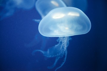 Jellyfish Underwater moving around