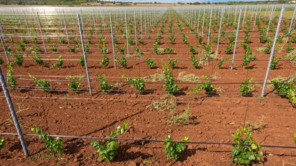 Viticulture with grape saplings