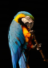 Blue and Gold Macaw (Ara ararauna)