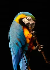 Foto op Canvas Blue and Gold Macaw (Ara ararauna) © designmethod