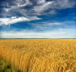 Wheat field against a blue sky