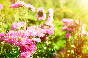 Beautiful flowers on meadow with sunlight