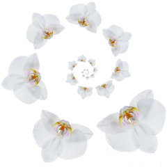 Fototapeta na wymiar White tropical orchid flower spiral isolated on white