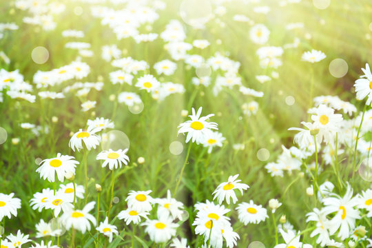 Beautiful daisy flowers on meadow with sunlight