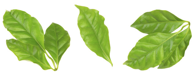 Collage of fresh green coffee leaves, isolated on white