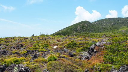 北八ヶ岳坪庭