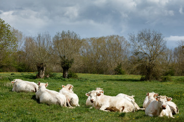 Vaches, boeufs, bovins, campagne Française