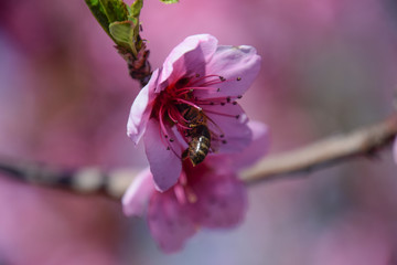 Pollination of flowers by bees peach.