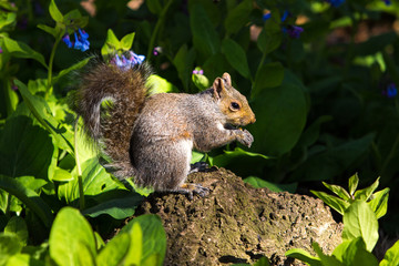Little squirrel eating