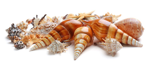 Seashells isolated on white