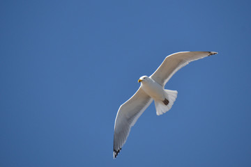 Obraz premium Gull on the Wing