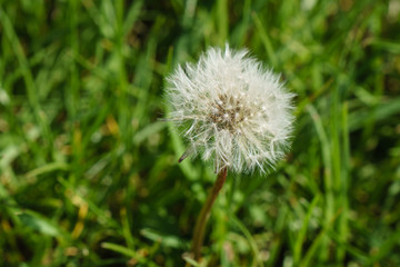 Dandelion Seed Flower