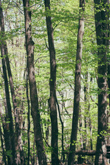 Naklejka premium Spring Summer Sun Shining Through Canopy of Tall Trees