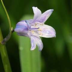 Squill - Scilla