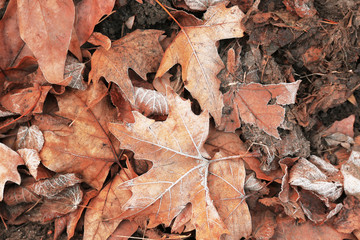 Pile of different dry leaves underfoot