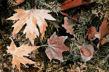 Pile of different dry leaves underfoot