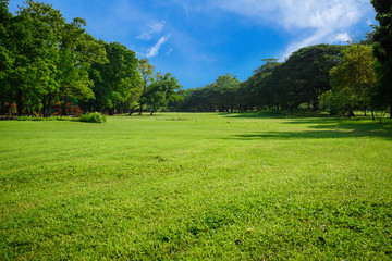 Green lawn with blue sky.