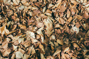Brown leave background