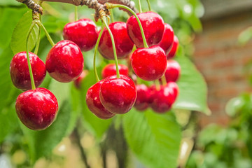 Red berries cherries on a branch, close-up