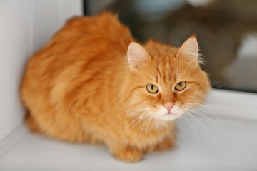 Fototapeta na wymiar Ginger cat on windowsill background
