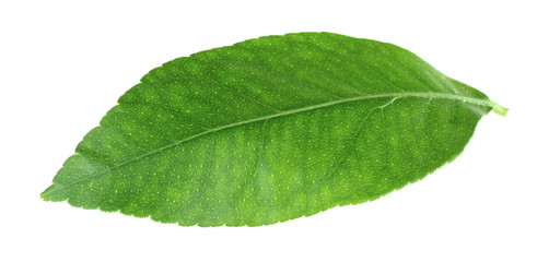 Obraz premium Green citrus leaf isolated on white