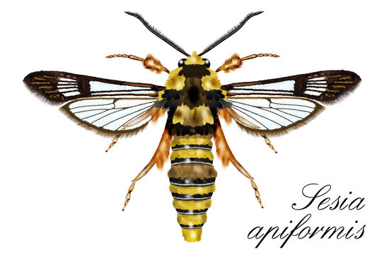 Hornet Moth Sesia apiformis 