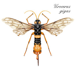 Woodwasp Urocerus gigas