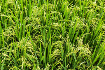 Green of rice field texture close-up.