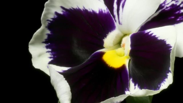 Time-lapse of pansy(Viola tricolor var.) flowers blooming. Studio shot over black.
