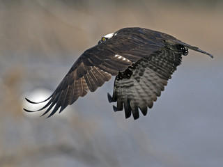 Osprey Fish Dive