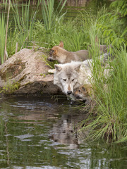 Obraz premium Wolf Pup and Mom Cautiously taking a drink from a water hole