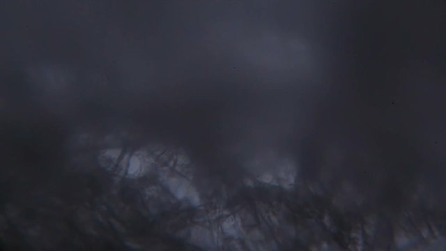 Tissue paper fibers under the microscope.