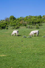 Obraz na płótnie Canvas Cows grazing