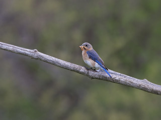 Female Eastern Bluebird Perched with Mealworm in her beak