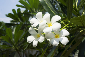 Obraz na płótnie Canvas White frangipani flower blooming on a tree