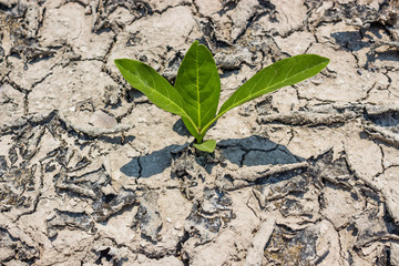 Trees barren ground.