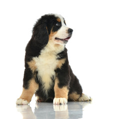 Two sweet Berner Sennenhund or Bernese Mountain puppies sitting