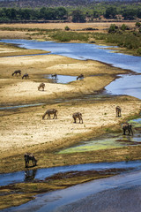 Waterbuck in Kruger National park, South Africa