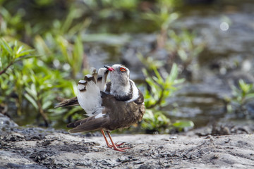 Three-banded Plover in Kruger National park, South Africa